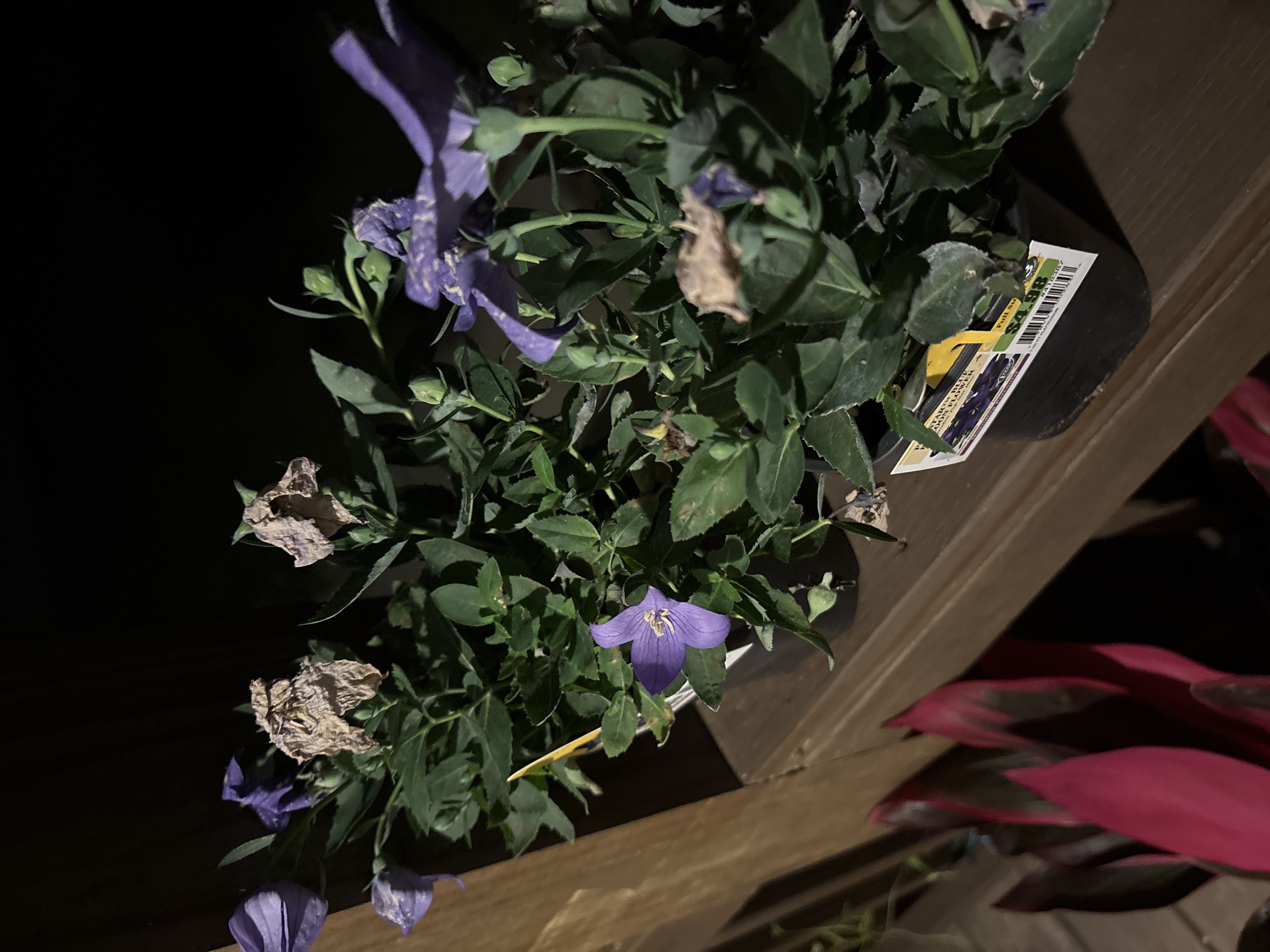 Photo from the post