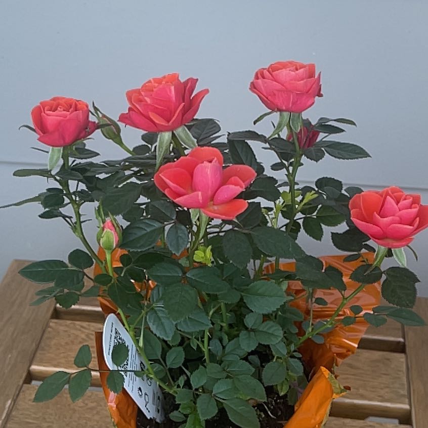 Photo of the plant species Miniature Rose by @ProWoodfern48 named Kendall on Greg, the plant care app