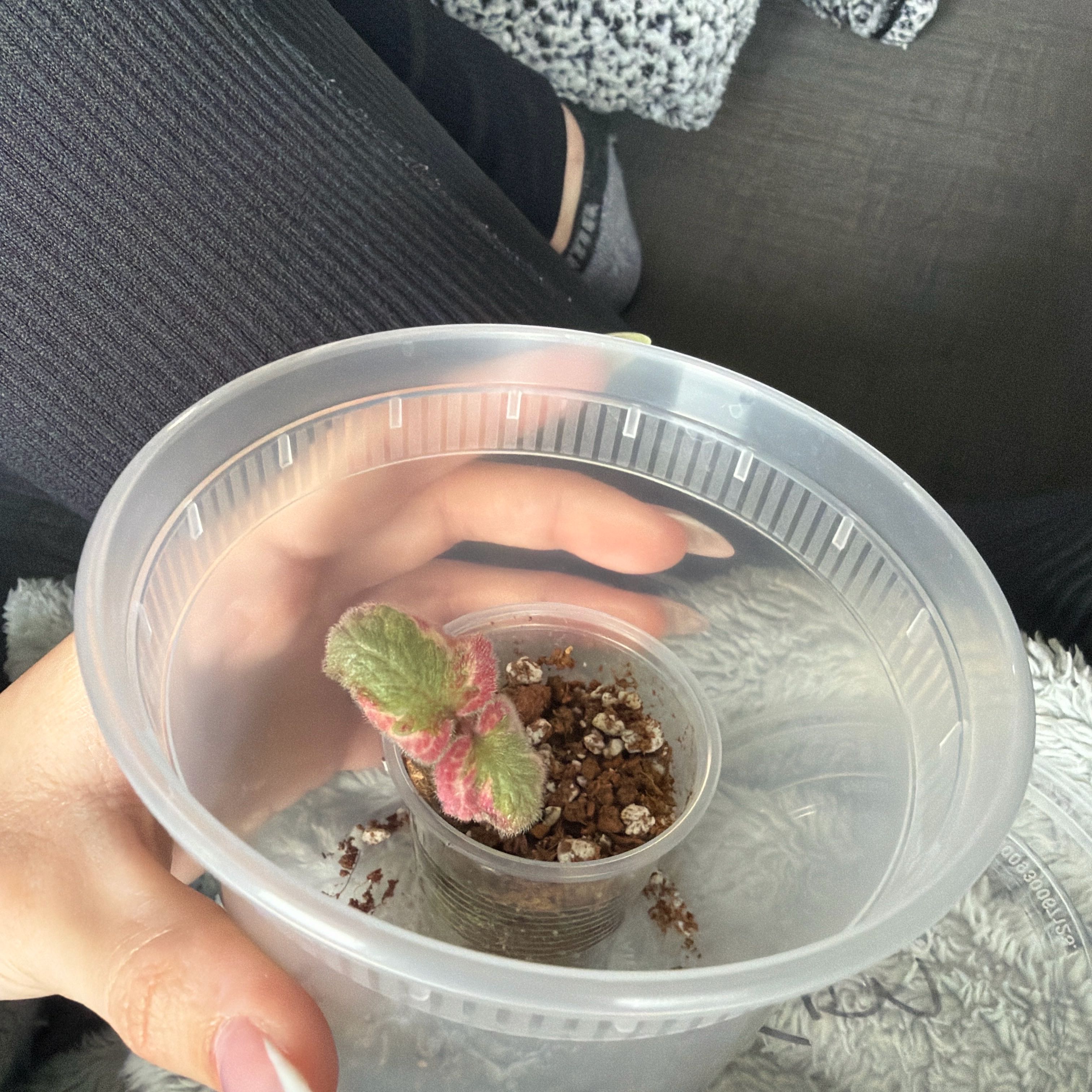 Photo of the plant species Episcia by @NoblyBearsear66 named ChloroPhil on Greg, the plant care app