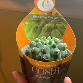 Photo of the plant species Thelocactus hexaedrophorus by @TiptopTule39 named Lola on Greg, the plant care app