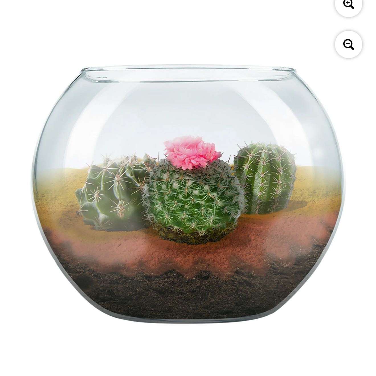 Photo of the plant species Fishhook Barrel Cactus by @TiptopTule39 named Athena on Greg, the plant care app