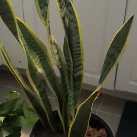 Photo of the plant species Sansevieria by @TiptopTule39 named Pax on Greg, the plant care app