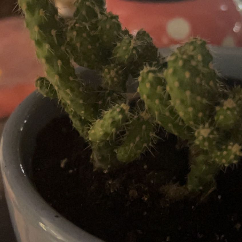 Photo of the plant species Mini Cholla by @AvidColeus35 named Eduardo on Greg, the plant care app