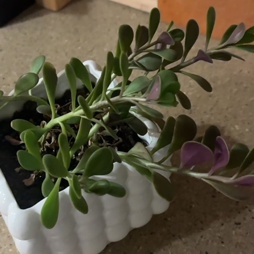 Photo of the plant species Kleinia Petraea by @LimberBoneset81 named Jade on Greg, the plant care app
