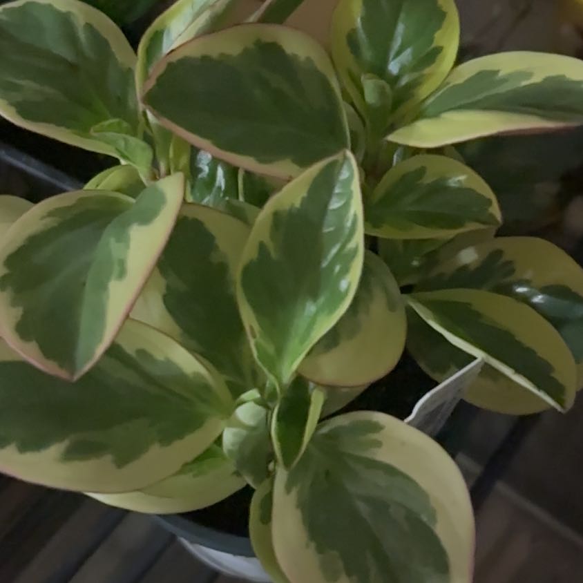 Photo of the plant species Peperomia Citrus Twist by @LimberBoneset81 named Pebbles on Greg, the plant care app