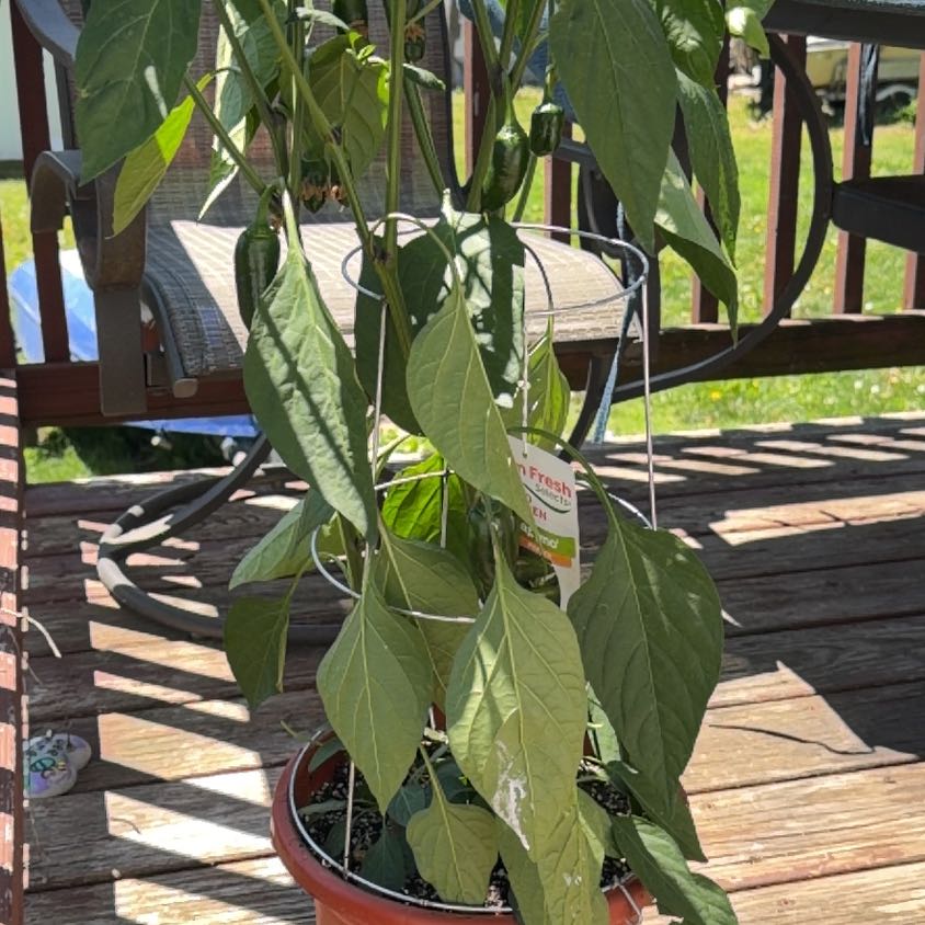 Photo of the plant species Jalapeno Pepper by @Mannipoo named Homer on Greg, the plant care app