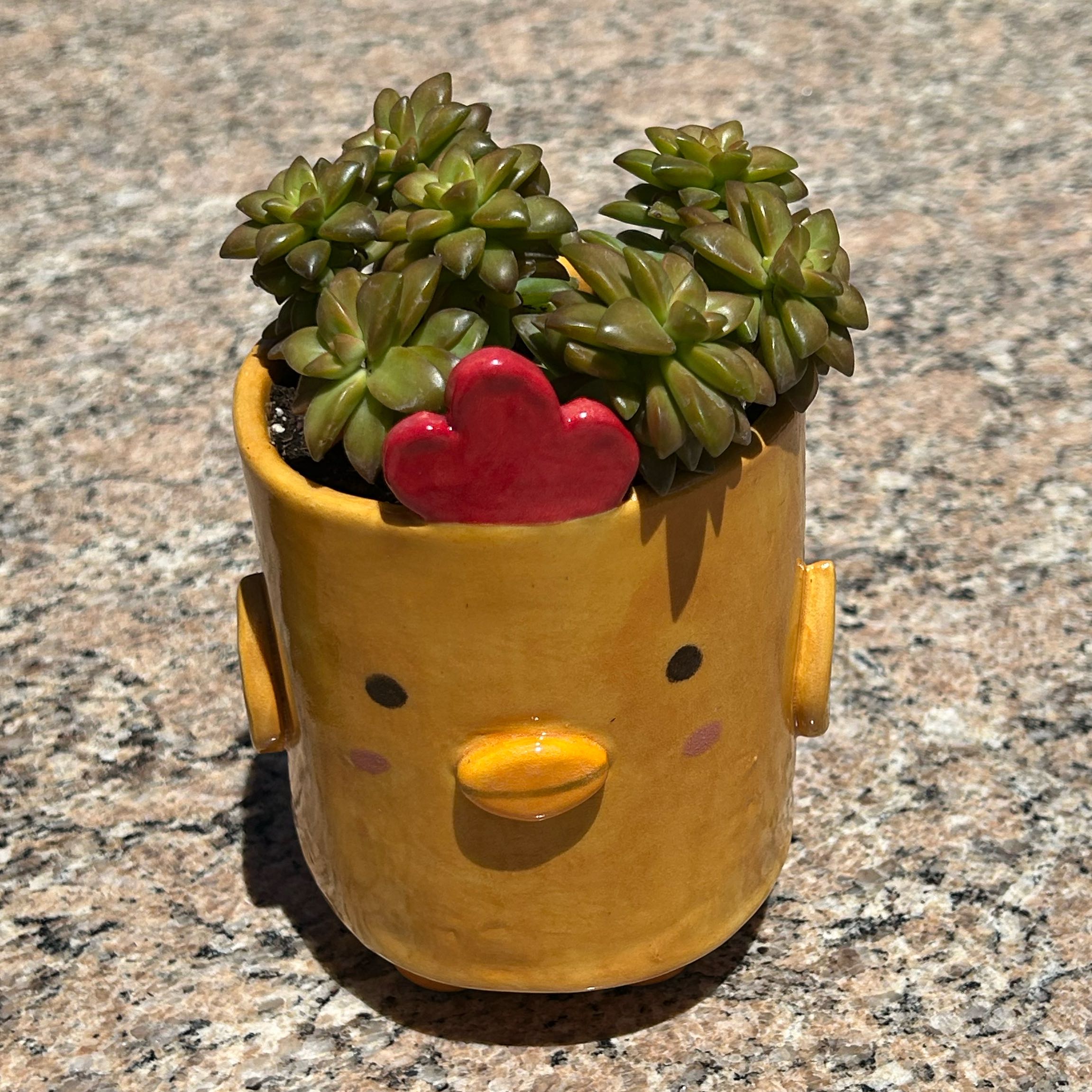 Photo of the plant species Sedum adolphi 'Shooting Stars' by @OptimalAtom48 named Chick🐥 on Greg, the plant care app