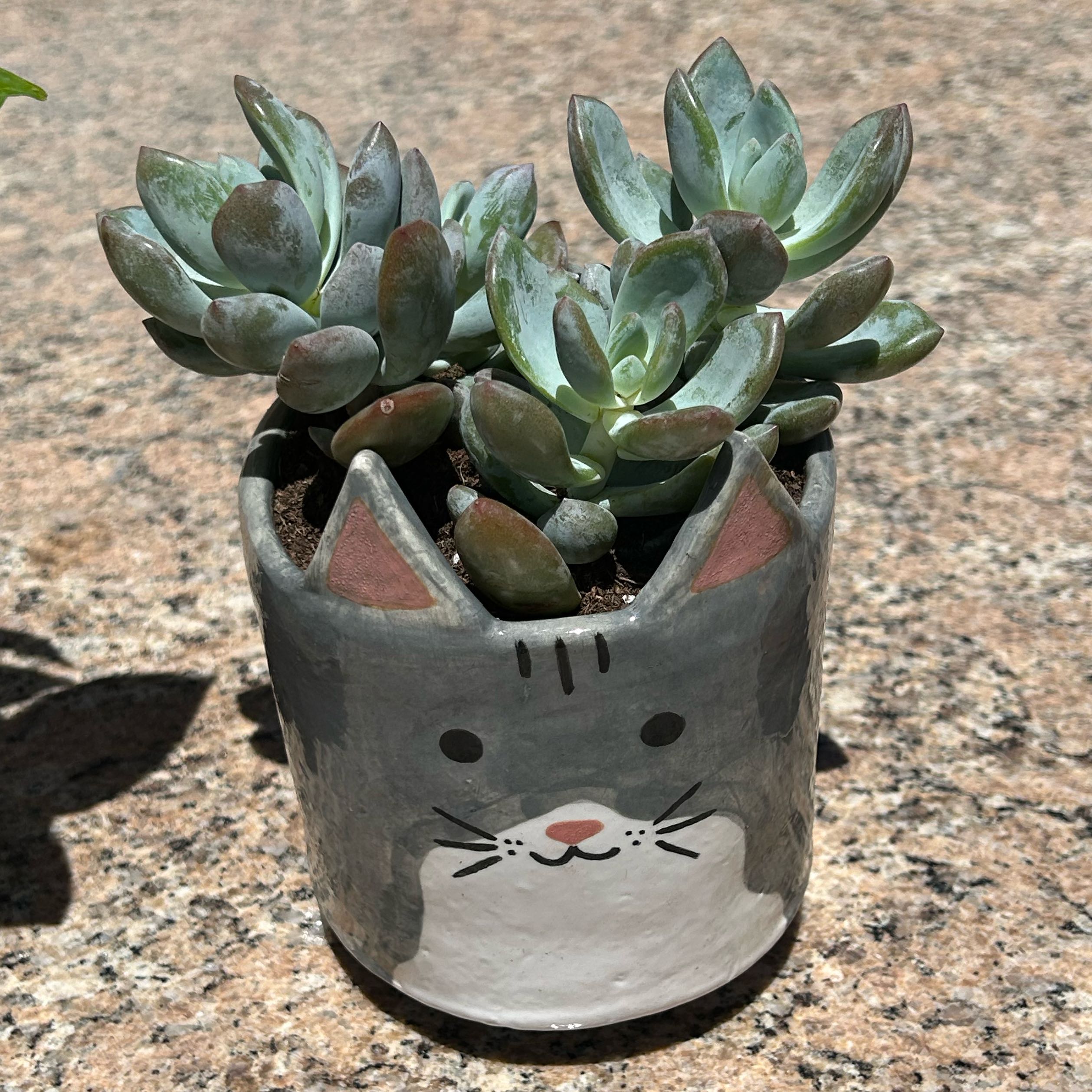 Photo of the plant species Pachyveria 'Powder Puff' by @OptimalAtom48 named Cat🐱 on Greg, the plant care app