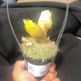 Photo of the plant species Notocactus elegans by @ArtisteAgboy0 named Doja Cat on Greg, the plant care app
