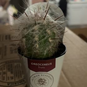 Photo of the plant species Old Man of the Mountains by @AceTokyosun71 named Sherlock on Greg, the plant care app