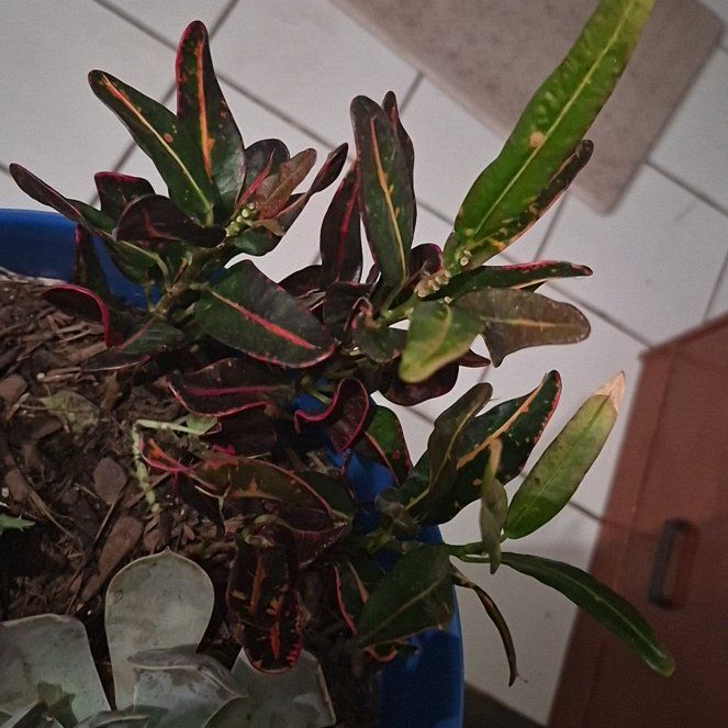 Photo of the plant species Red Banana Croton by @QuietSarcodes27 named Gomez on Greg, the plant care app
