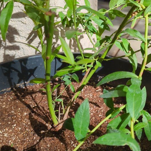 Photo of the plant species Pink Lemonade Blueberry Bush by @HipRedflax76 named Harry on Greg, the plant care app