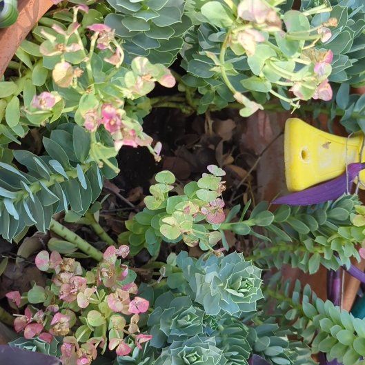 Photo of the plant species Blue Spurge by @HipRedflax76 named Drake on Greg, the plant care app