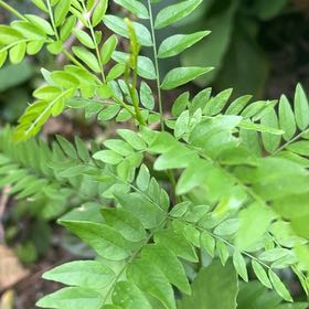 Photo of the plant species Common Honeylocust by @ClassyAgarito32 named Ulysses S Plant on Greg, the plant care app