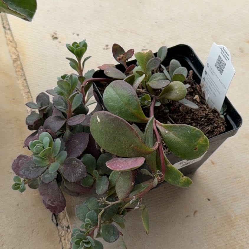 Photo of the plant species Sedum 'Sunsparkler Plum Dazzled' by @TotallyKamahi59 named Remington on Greg, the plant care app