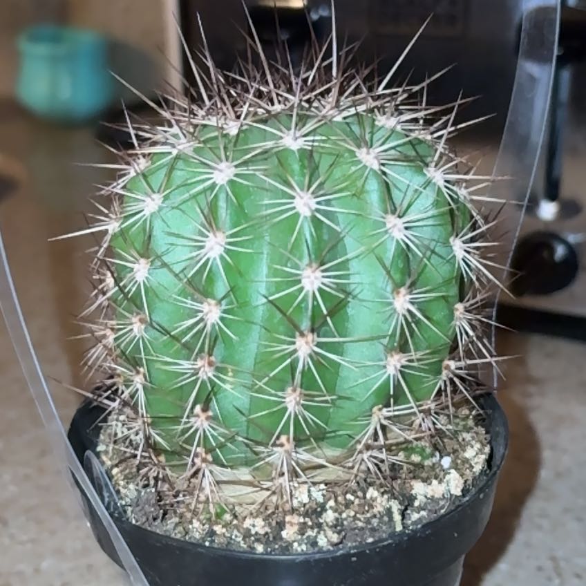 Photo of the plant species Torch Cactus by @Wyandt4 named Gordita Crunch on Greg, the plant care app