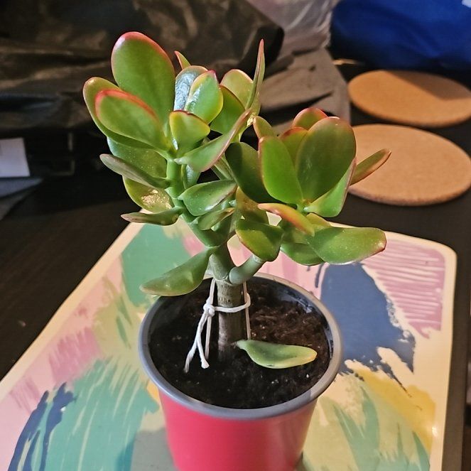 Photo of the plant species Golden Jade by @DevilSucculent named Sherlock on Greg, the plant care app