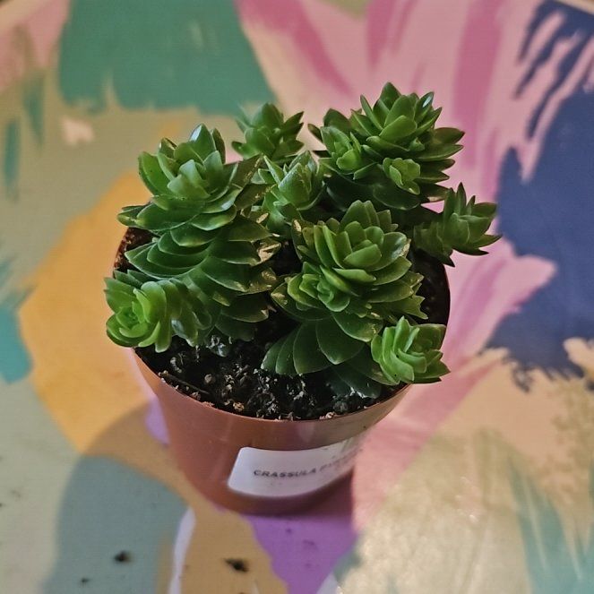 Photo of the plant species Crassula 'Spiralis Estagnol' by @DevilSucculent named Harry on Greg, the plant care app