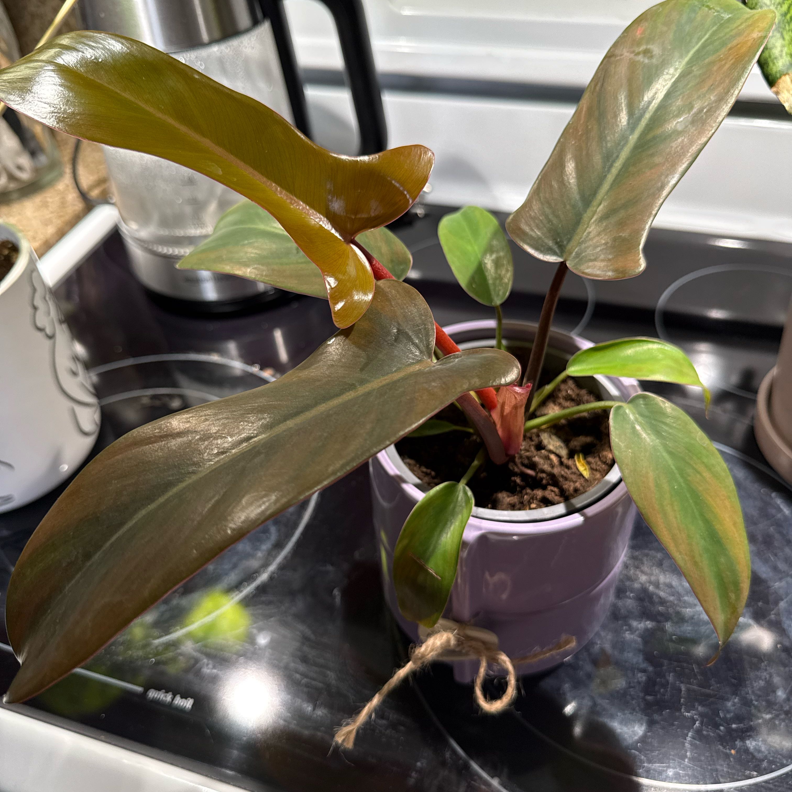 Photo of the plant species Philodendron 'Florida Bronze' by @SirMaylily4 named Penny on Greg, the plant care app