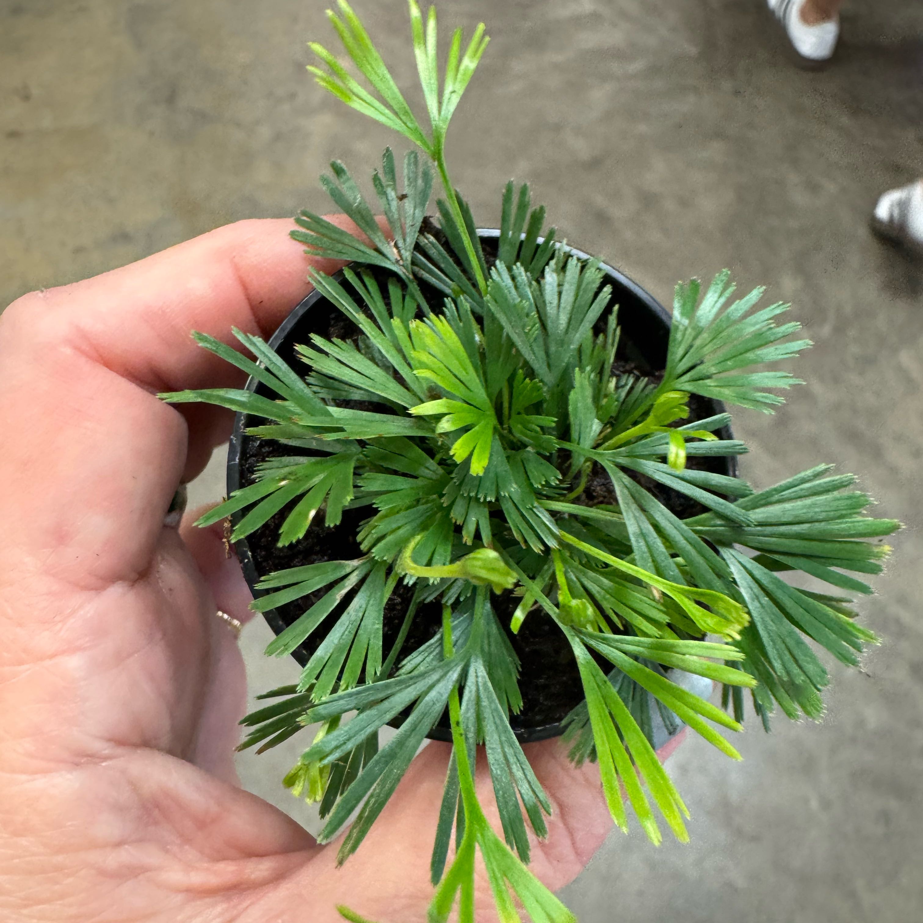 Photo of the plant species Fan Fern by @BoldCorrea48 named Nemo on Greg, the plant care app
