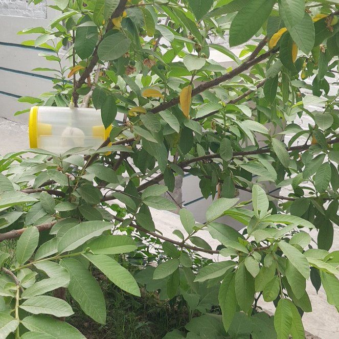 Photo of the plant species Guava Tree by @PetTeatree50 named Elina on Greg, the plant care app
