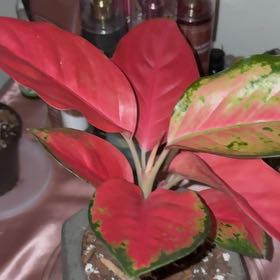 Photo of the plant species Aglaonema 'China Red' by @WhizPansy78 named Venus on Greg, the plant care app