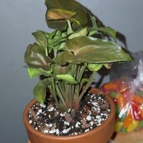 Photo of the plant species maria arrowhead plant by @WhizPansy78 named Fernie Saunders on Greg, the plant care app