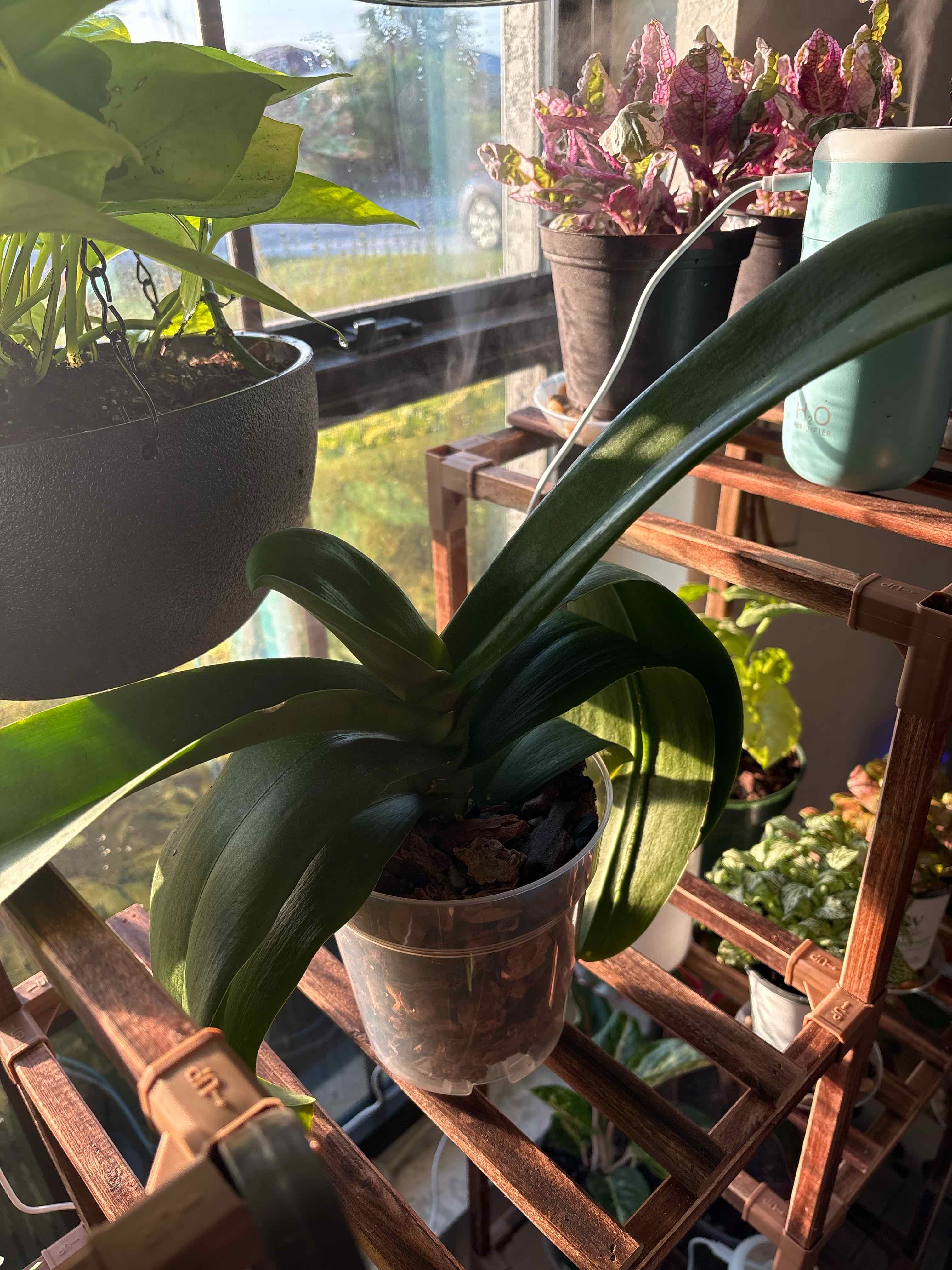 Photo of the plant species Moth Orchid 'Pisco' by @4eva named Orchid on Greg, the plant care app
