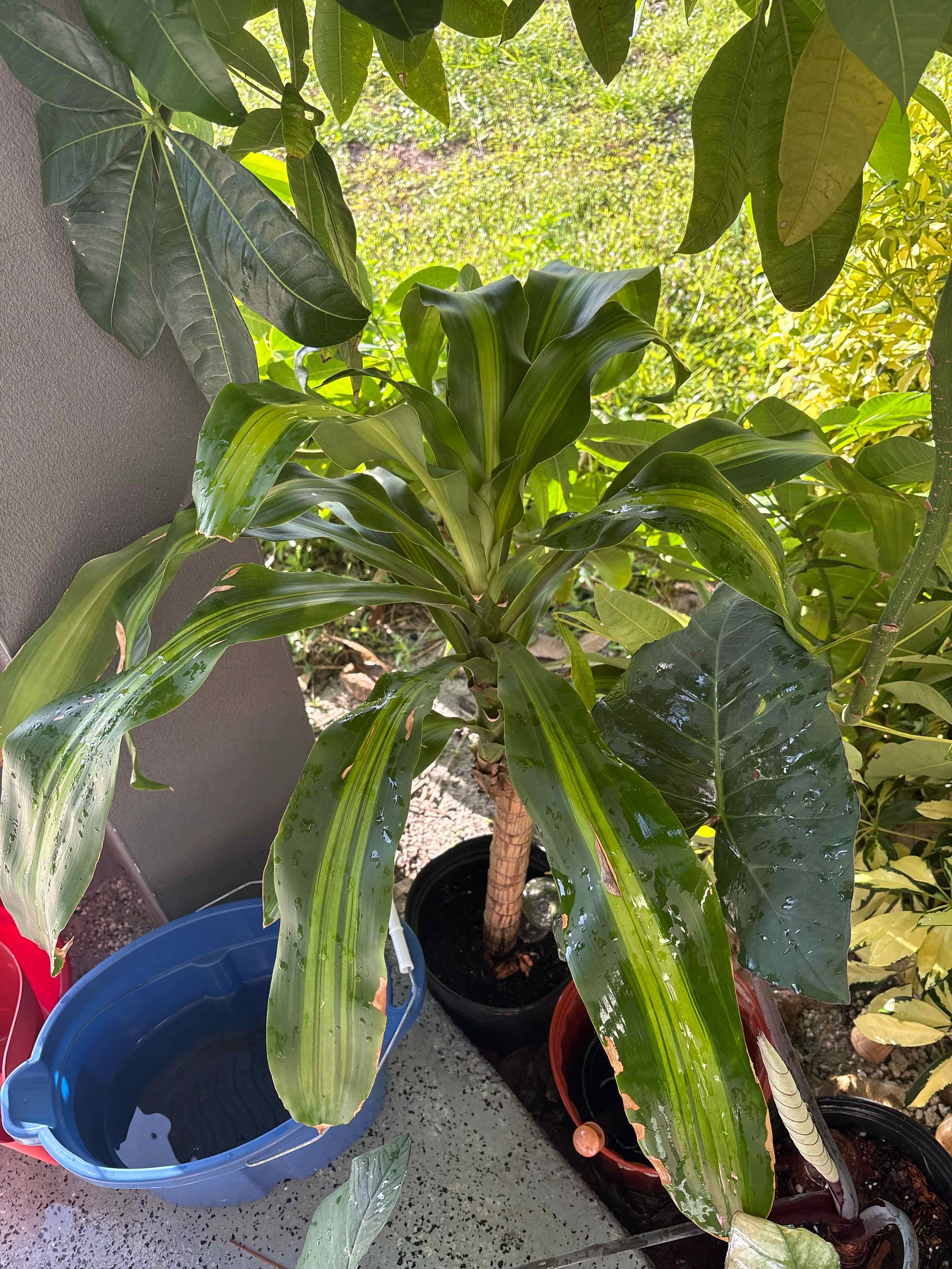 Photo of the plant species Dracaena Massangeana by @4eva named Mass Cane on Greg, the plant care app