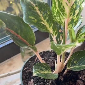 Photo of the plant species Aglaonema 'Sparkling Sarah' by @ShrewdAlmond38 named Sarah on Greg, the plant care app