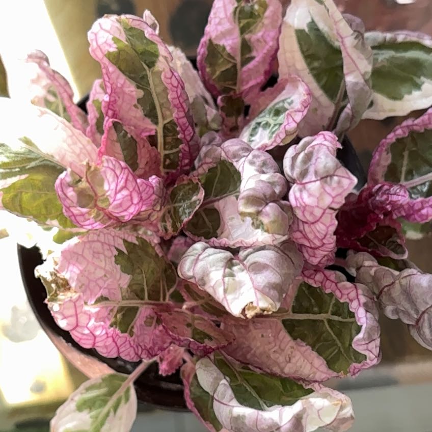 Photo of the plant species Snow White Waffle Plant by @4eva named Snow White on Greg, the plant care app