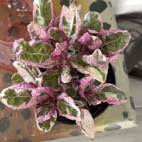 Photo of the plant species Snow White Waffle Plant by @4eva named Snow White 1 on Greg, the plant care app