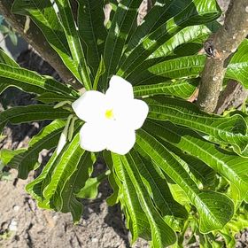 Photo of the plant species Fiddle Leaf Plumeria by @4eva named Plumeria on Greg, the plant care app