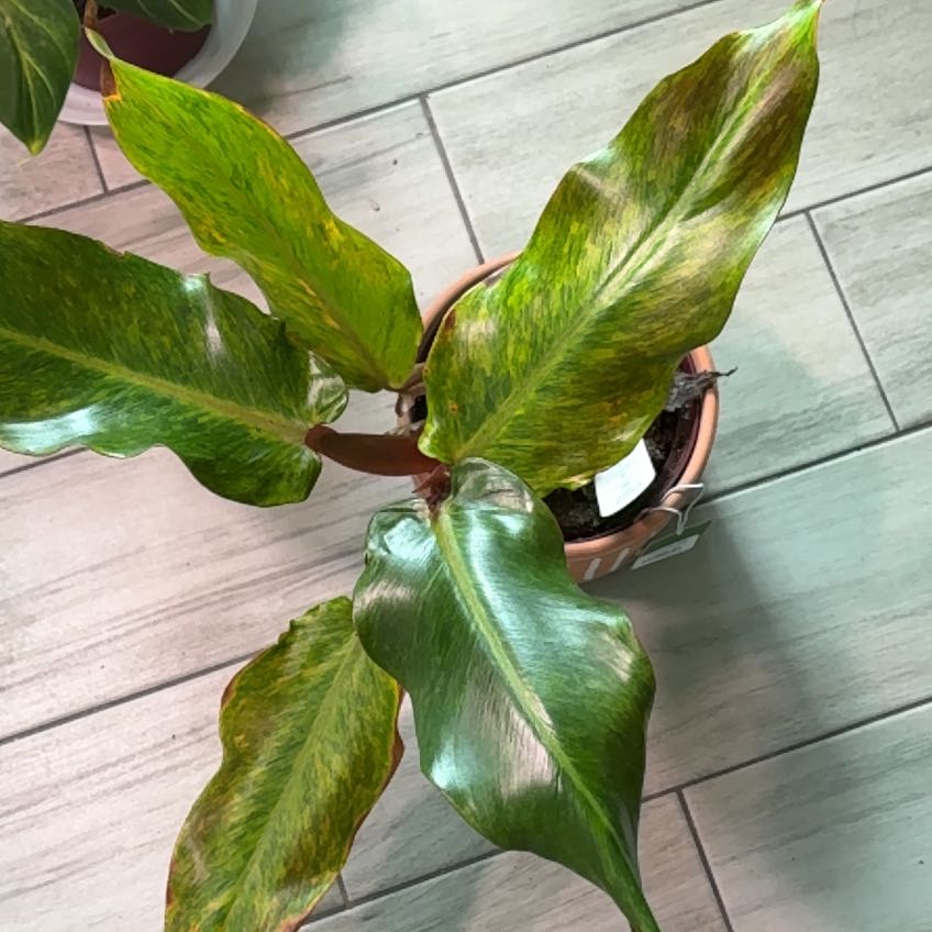 Photo of the plant species Philodendron orange Marmalade by @4eva named Orange Marmalade on Greg, the plant care app