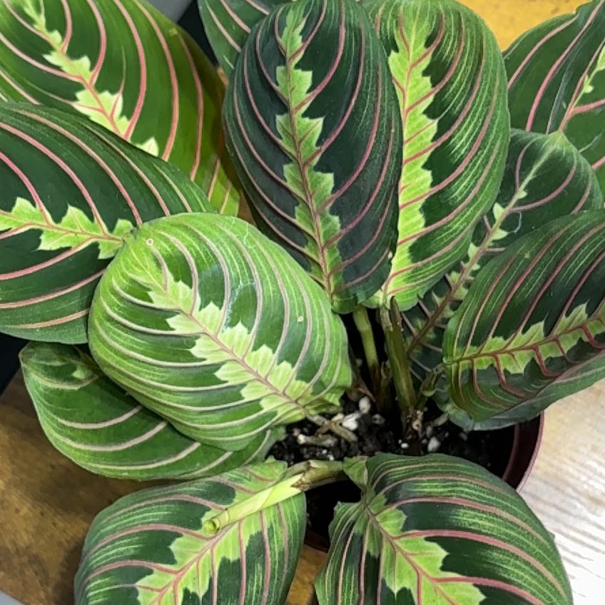 Photo of the plant species Red prayer plant by @4eva named Prayer 2 on Greg, the plant care app