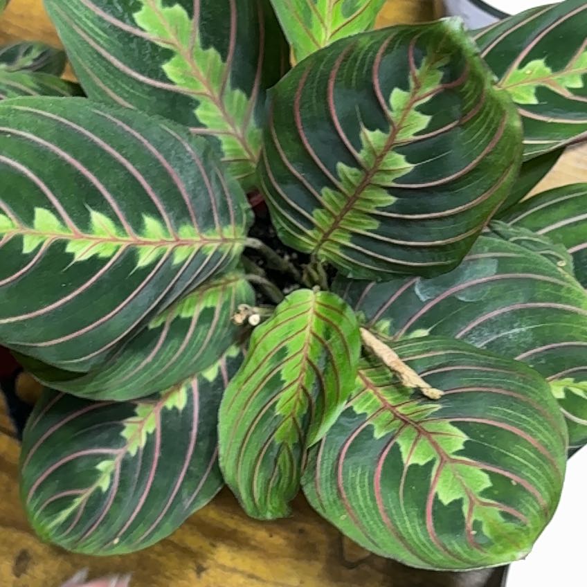 Photo of the plant species Red prayer plant by @4eva named Prayer 1 on Greg, the plant care app