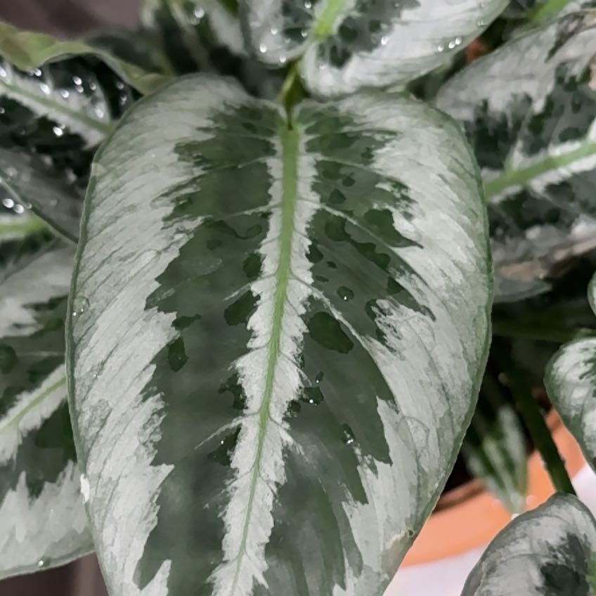 Photo of the plant species Schismatoglottis wallichii by @4eva named Schismatoglottis Silver on Greg, the plant care app