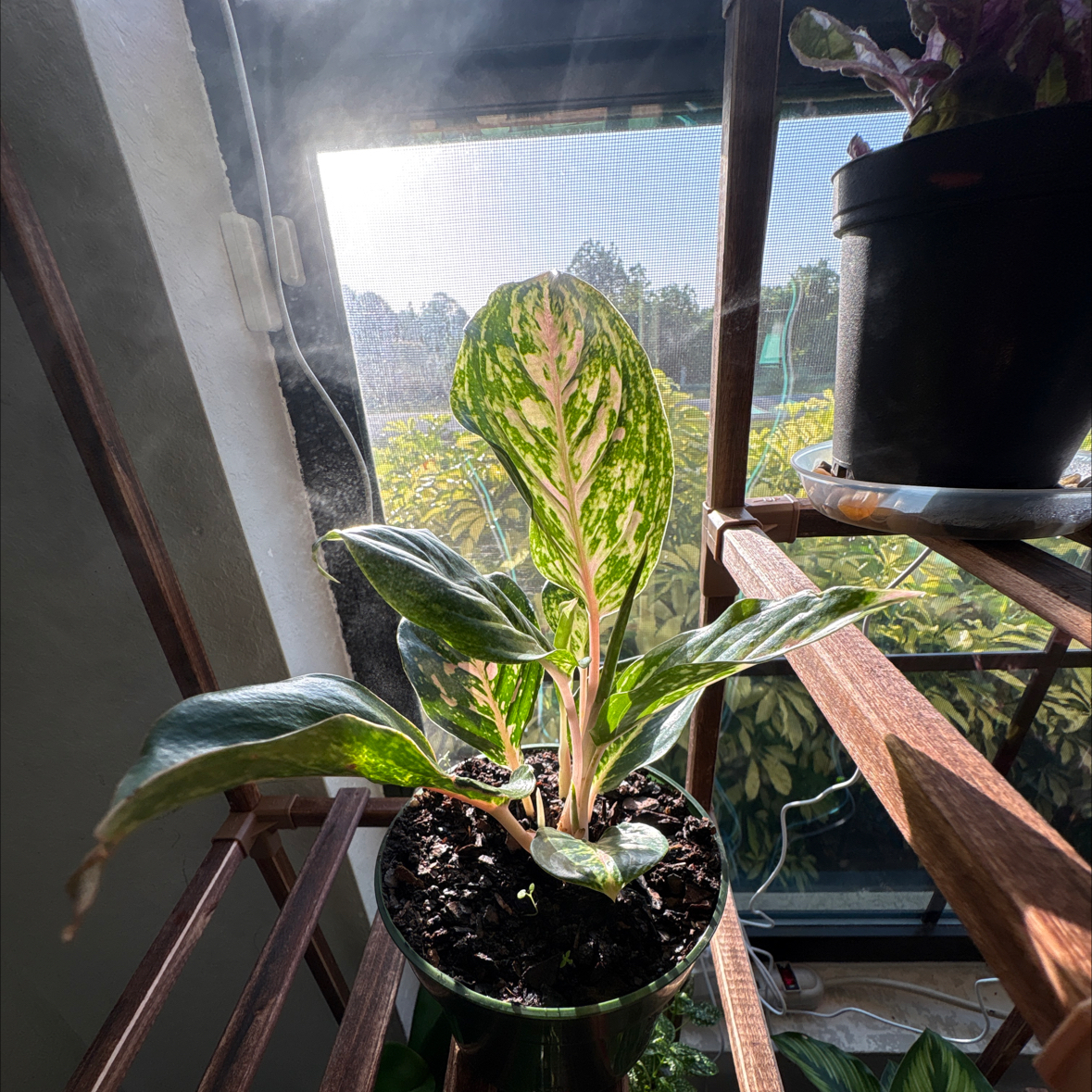 Photo of the plant species Aglaonema 'Sparkling Sarah' by @4eva named Sarah on Greg, the plant care app