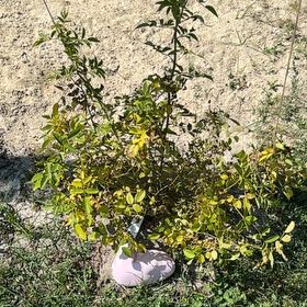 Photo of the plant species Peggy Martin Rose by @FabRedlog50 named Osmo on Greg, the plant care app