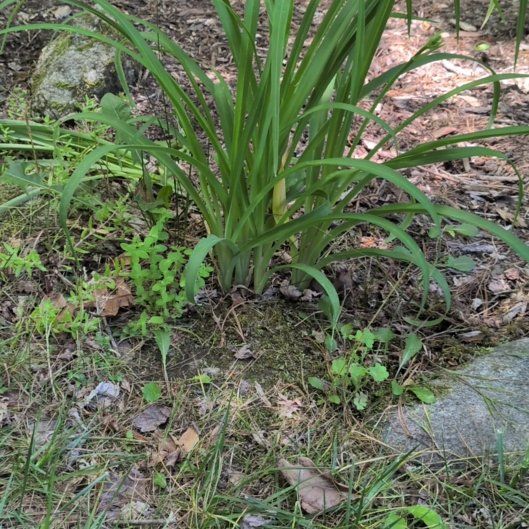 Photo of the plant species Ditch Lily by @AgileDodder45 named Taylor Swift on Greg, the plant care app