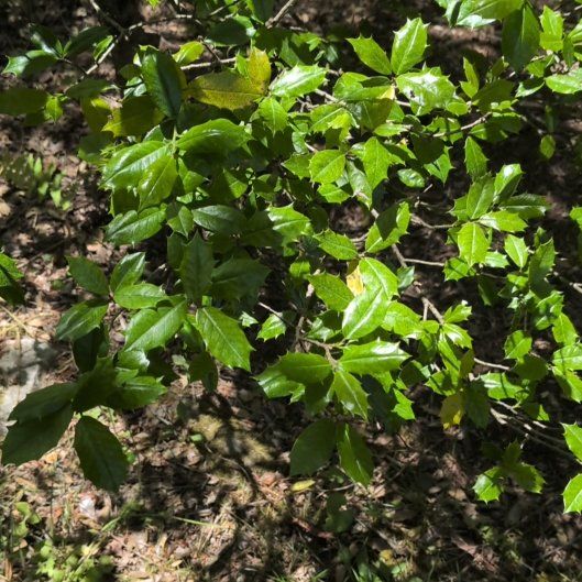 Photo of the plant species American Holly by @AgileDodder45 named Mochi on Greg, the plant care app