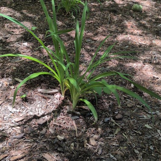 Photo of the plant species Blue Lily by @AgileDodder45 named Kardashian on Greg, the plant care app