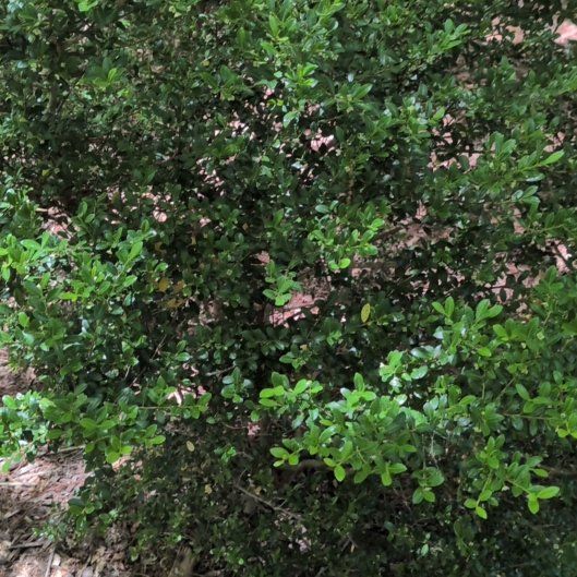 Photo of the plant species Box-Leaved Holly by @AgileDodder45 named Oscar on Greg, the plant care app
