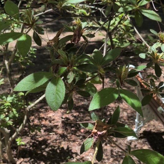 Photo of the plant species Swamp Azalea by @AgileDodder45 named Fernie Mercury on Greg, the plant care app