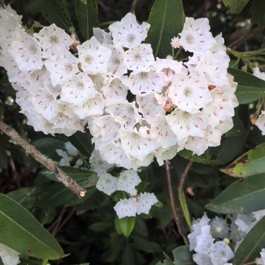 Photo of the plant species Calico Bush by @AgileDodder45 named Maya on Greg, the plant care app