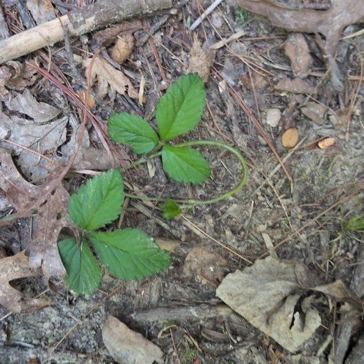 Photo of the plant species Southern Dewberry by @AgileDodder45 named Sproutacus on Greg, the plant care app