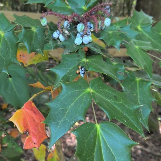 Photo of the plant species Beale's Mahonia by @AgileDodder45 named Queen on Greg, the plant care app