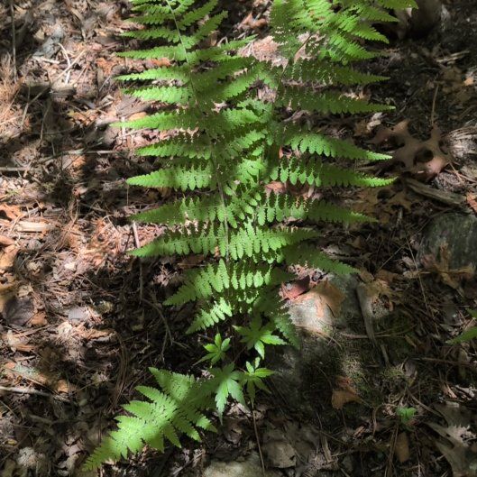 Photo of the plant species Eastern Hayscented Fern by @AgileDodder45 named Shakira on Greg, the plant care app