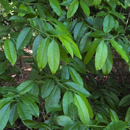 Photo of the plant species Cherry Laurel by @AgileDodder45 named Marley on Greg, the plant care app