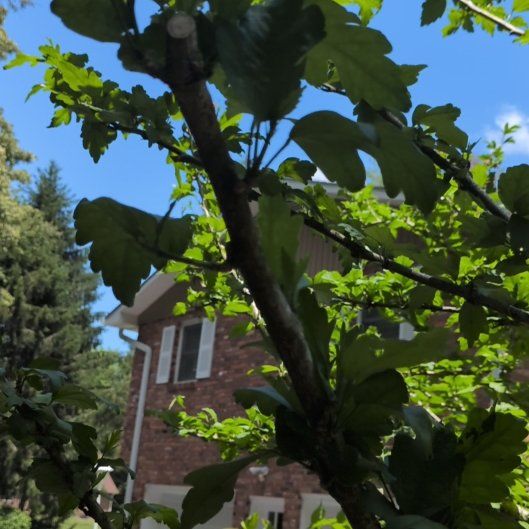 Photo of the plant species Oregon Crabapple by @AgileDodder45 named Robert Plant on Greg, the plant care app